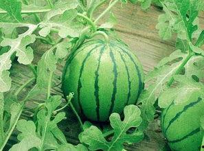 天津吃瓜小网红有哪些名字