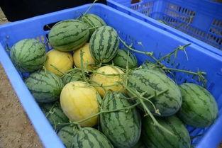 网红吃瓜群群名,揭秘娱乐圈幕后风云