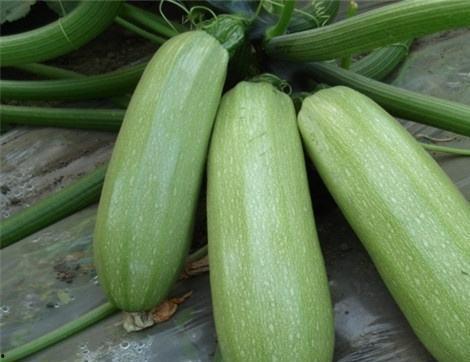 吃网红瓜有什么好处,解锁社交娱乐新乐趣