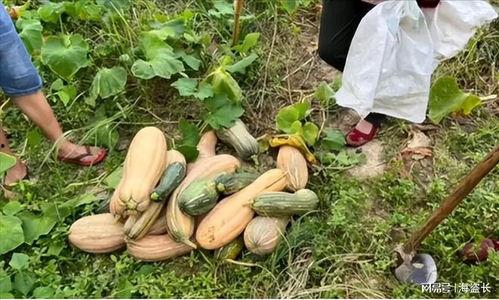 农村网红吃瓜事件视频,揭秘网络红人背后的真实生活