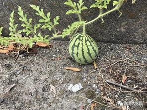 网红吃瓜第一线,揭秘娱乐圈幕后风云