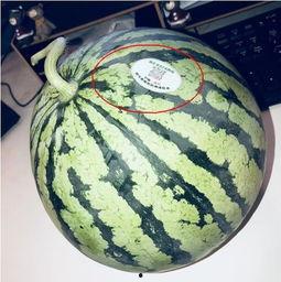 南通海门网红吃瓜,揭秘南通美食新潮流