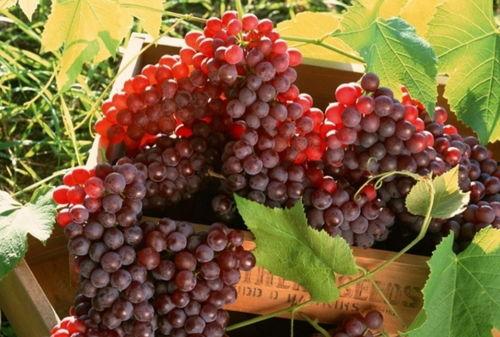 网红吃葡萄瓜视频大全,趣味视频大盘点！