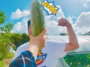 英语老师网红吃瓜,English Teacher's Viral Gossips: A Taste of the Internet's Latest Buzz