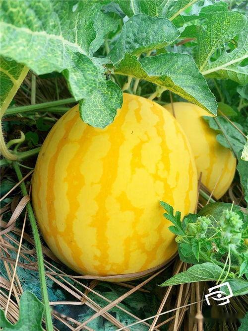 拍摄吃瓜网,网络舆论场中的“瓜田”盛景